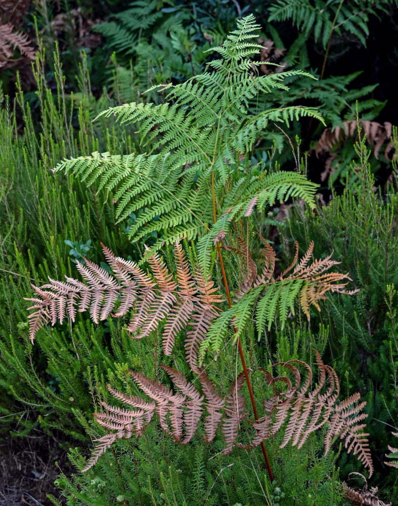 Изображение особи Pteridium aquilinum.