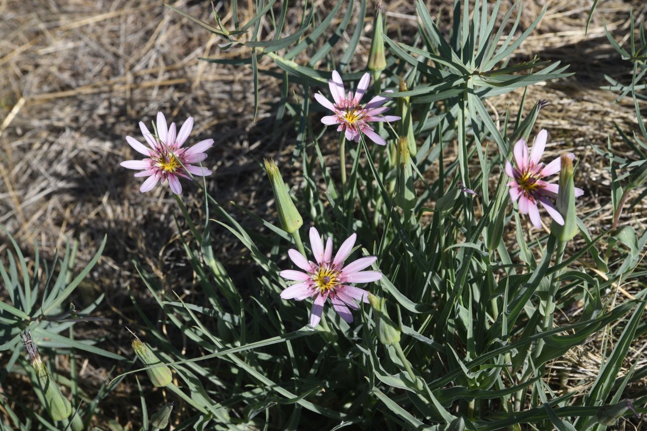 Image of genus Tragopogon specimen.