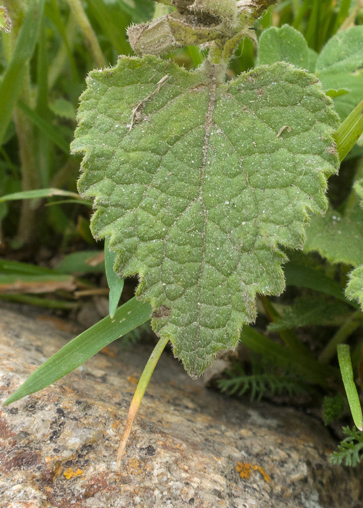 Image of Campanula dolomitica specimen.