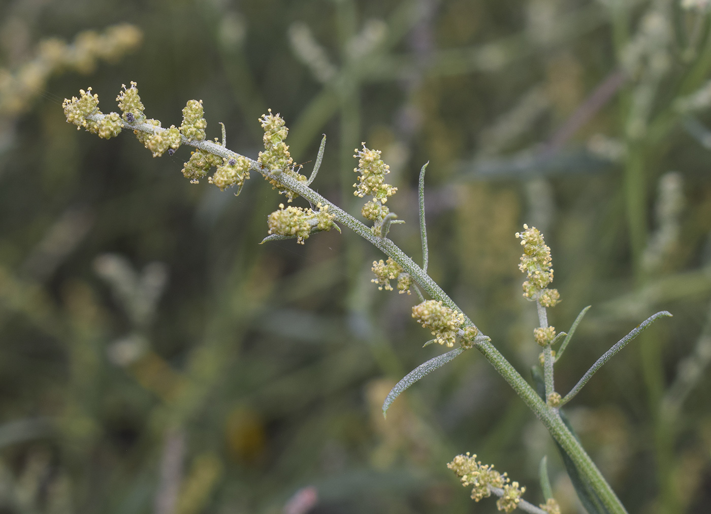 Изображение особи род Atriplex.