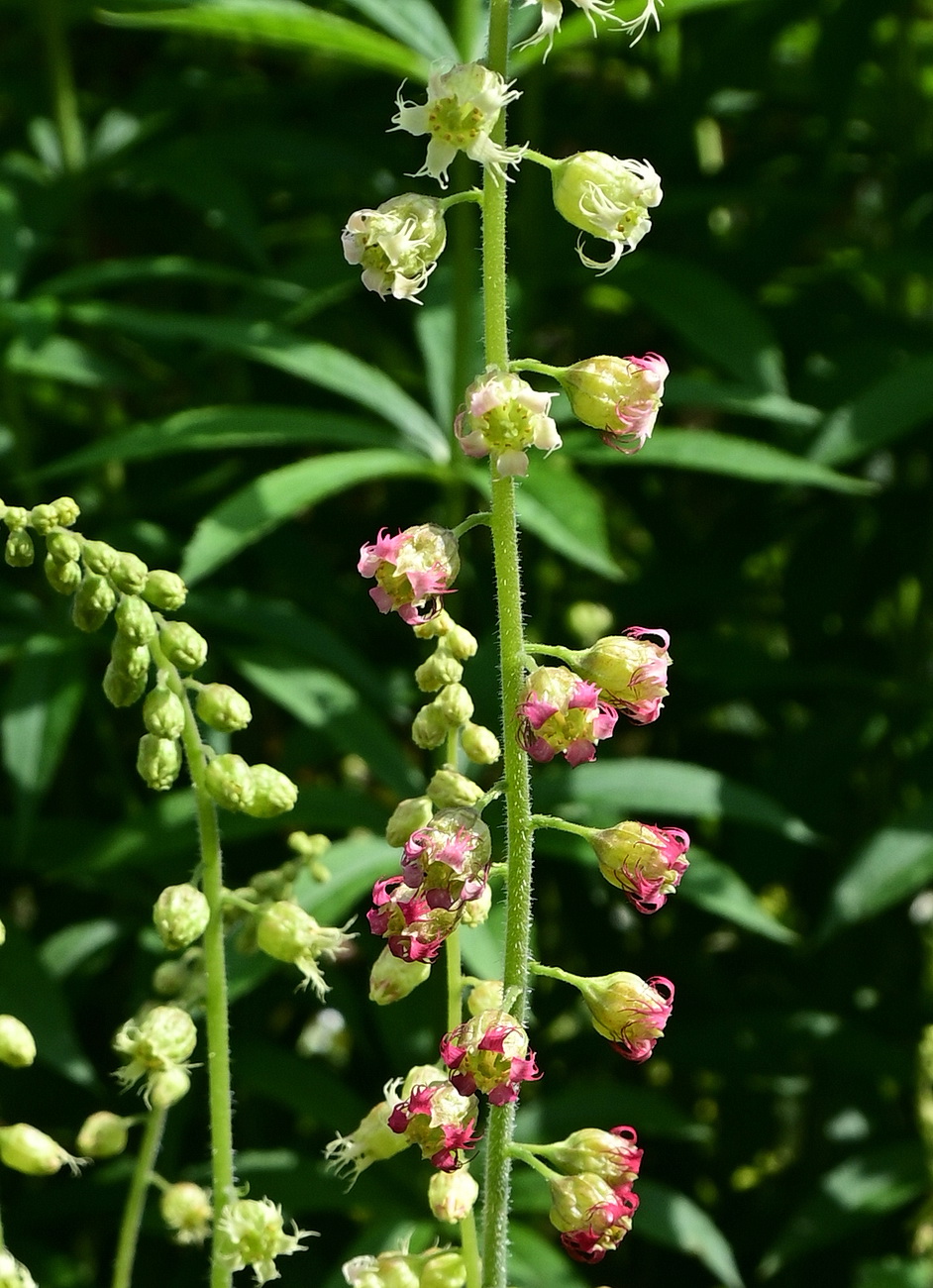 Изображение особи Неопознанный вид.