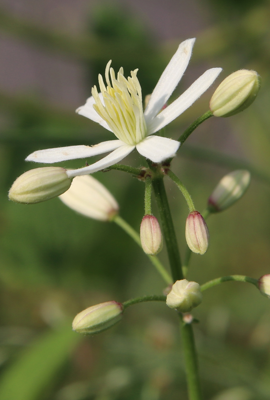 Изображение особи Clematis recta.