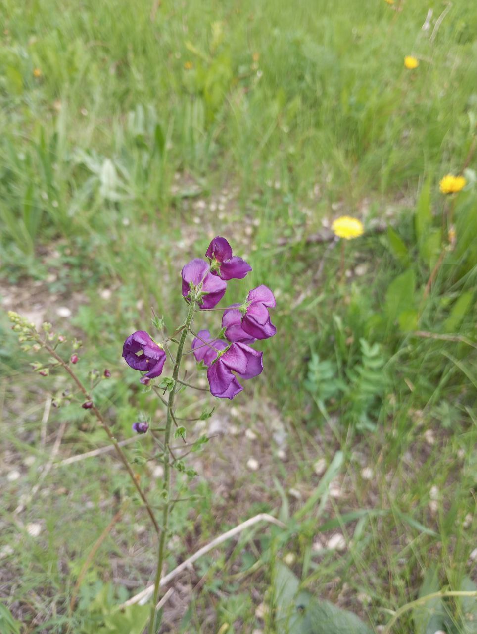 Image of Verbascum phoeniceum specimen.