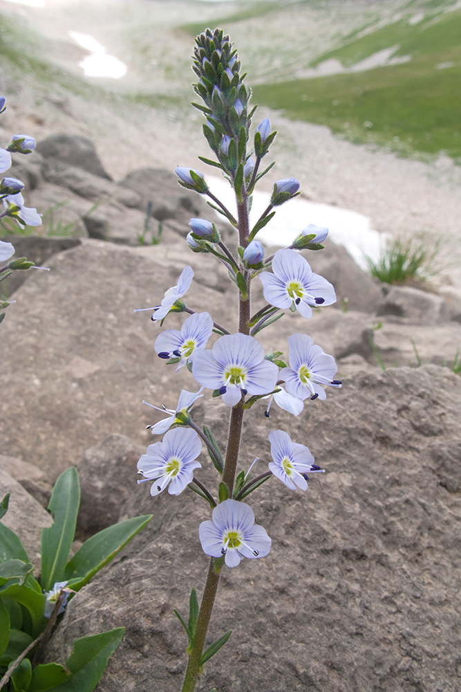 Изображение особи Veronica gentianoides.