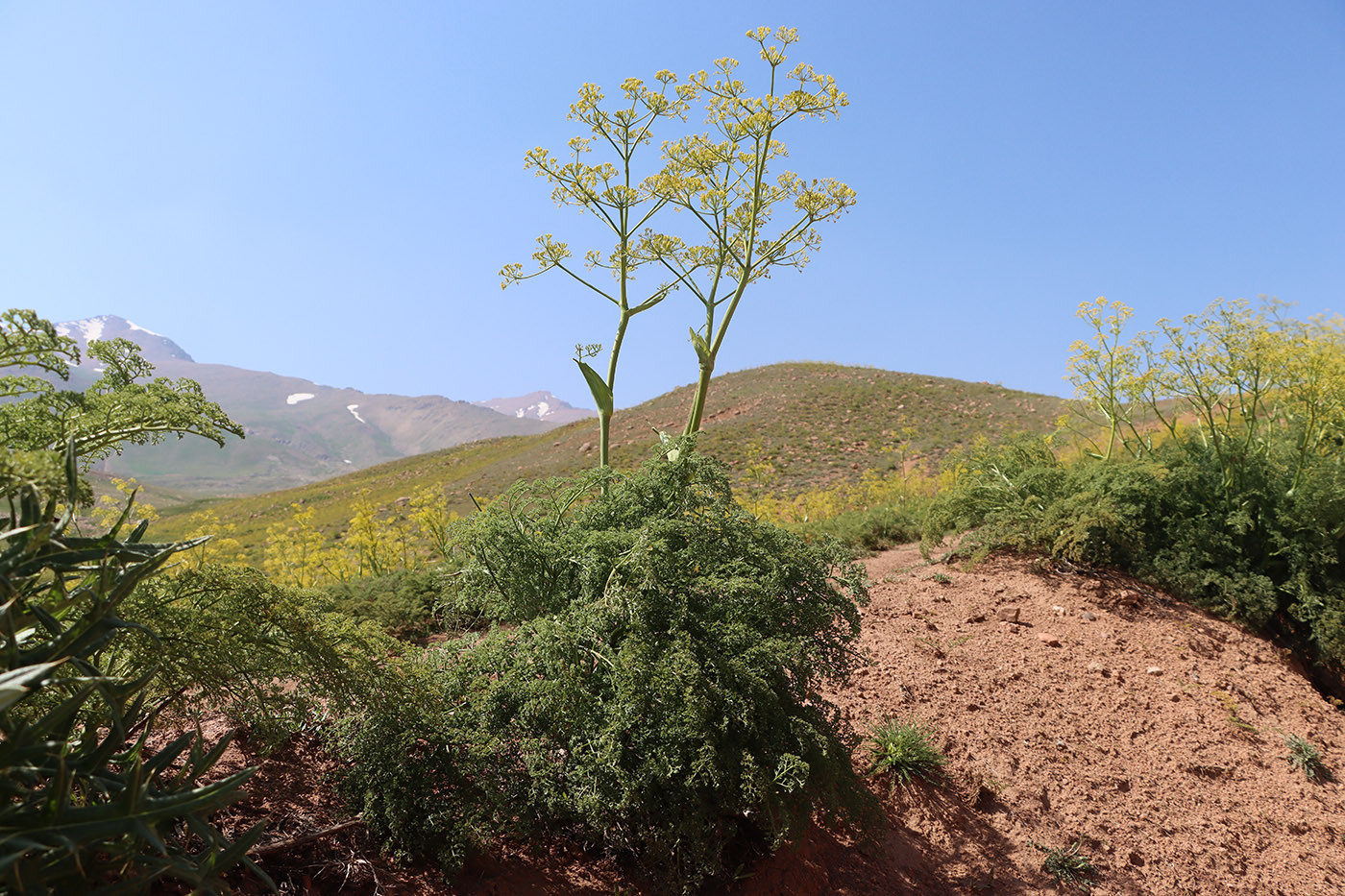 Изображение особи Ferula tenuisecta.