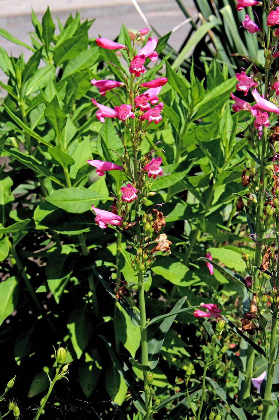 Изображение особи Penstemon barbatus.