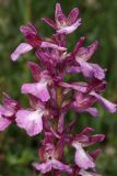 Anacamptis × gennarii hybrid subspecies orientecaucasica. Часть соцветия. Дагестан, Дербентский р-н, с/п Джалган, гора Джалган, выс. ок. 481 м н.у.м., мелкотравная лужайка. 25.04.2025.