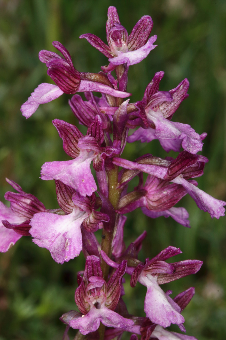 Image of Anacamptis &times; gennarii nothosubsp. orientecaucasica specimen.