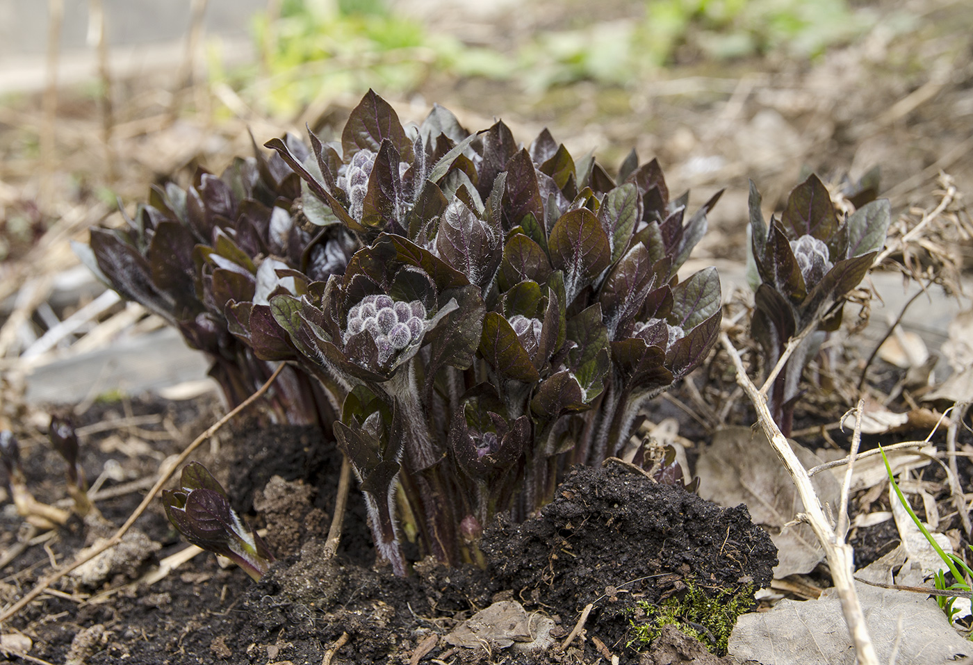 Изображение особи Physochlaina physaloides.