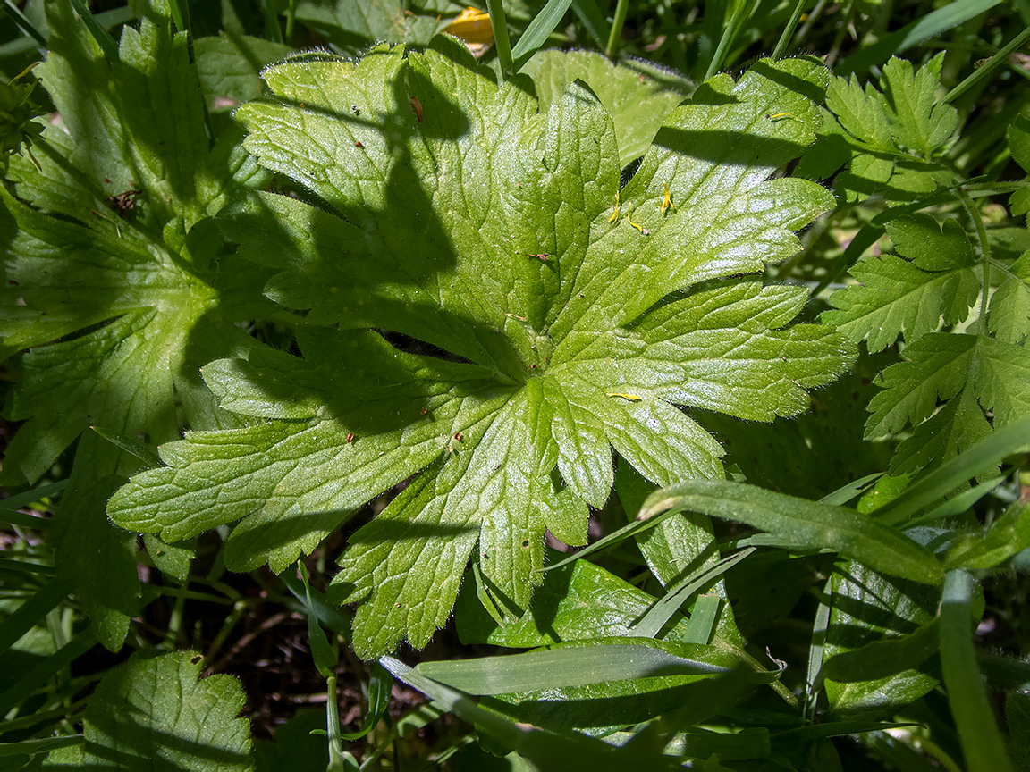 Изображение особи Ranunculus constantinopolitanus.