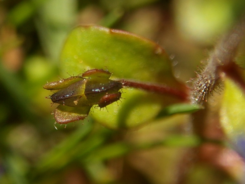 Изображение особи Veronica acinifolia.