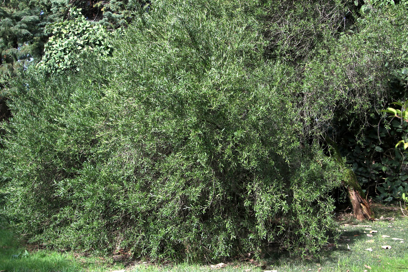 Изображение особи Schinus terebinthifolia.