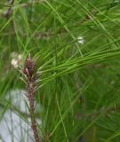 class Pinopsida. Верхушка побега. Турция, г. Стамбул, парк развлечений \"Виалэнд\". 08.10.2025.