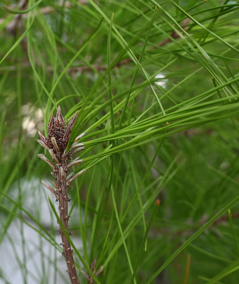 Image of class Pinopsida specimen.