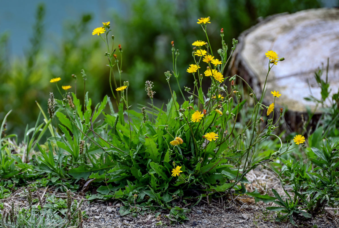 Image of Crepis capillaris specimen.