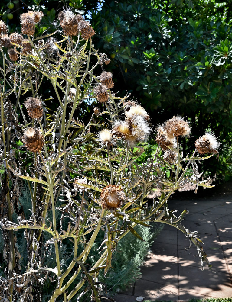 Image of Cynara scolymus specimen.