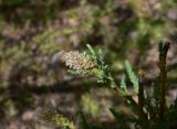 genus Myricaria