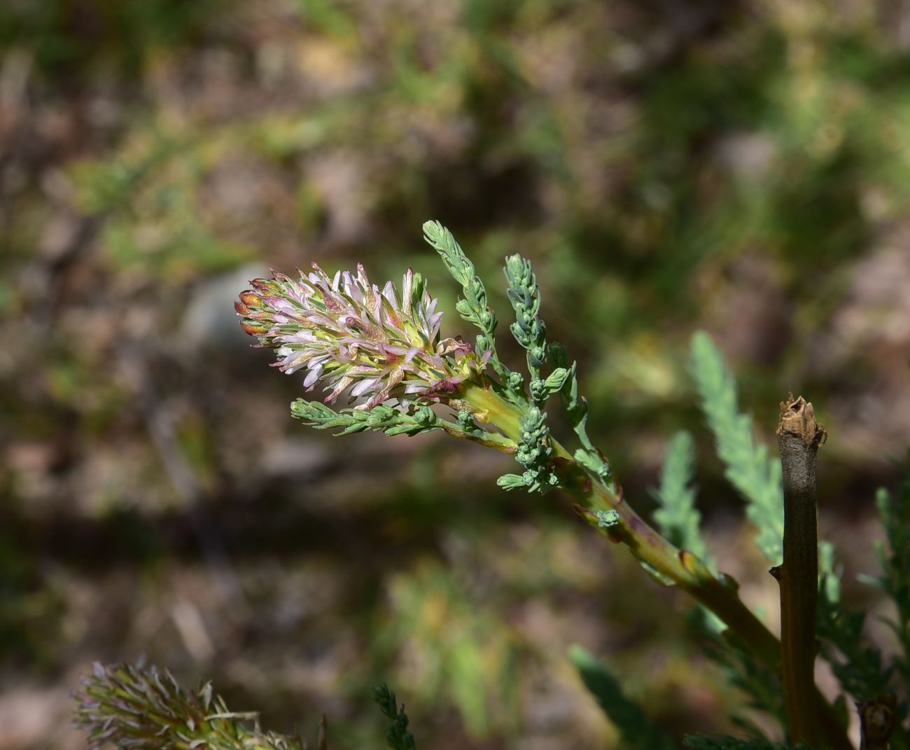 Изображение особи Myricaria bracteata.