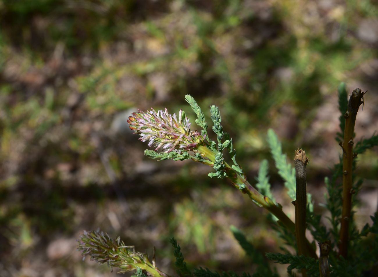 Image of genus Myricaria specimen.