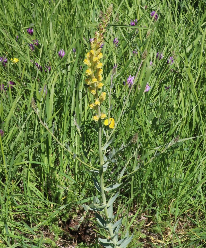 Image of genus Linaria specimen.
