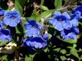 Pulmonaria mollis. Часть соцветия. Хабаровский край, г. Комсомольск-на-Амуре, обочина грунтовой дороги. 19.05.2026.
