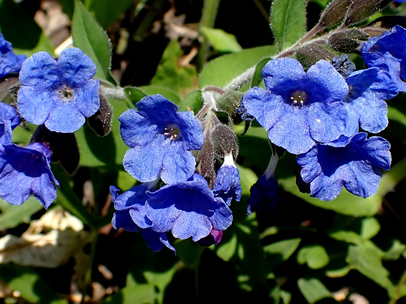 Image of Pulmonaria mollis specimen.