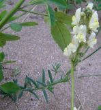 Linaria supina ssp. maritima