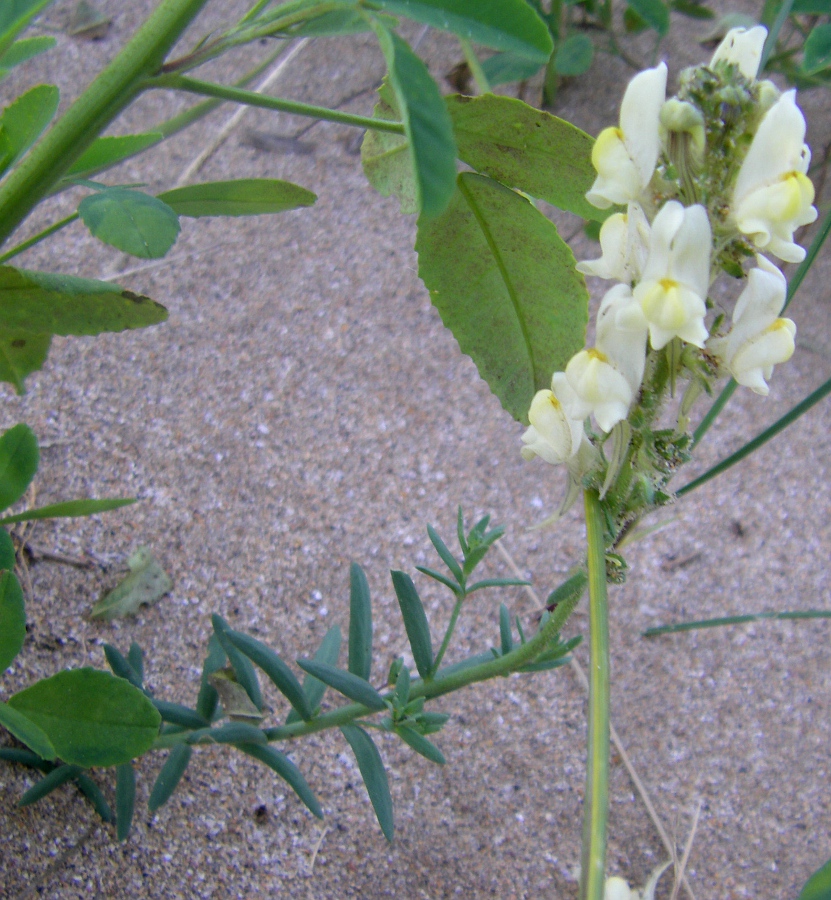 Image of Linaria supina ssp. maritima specimen.