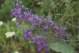 Teucrium orientale