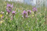 genus Astragalus