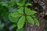 род Quercus