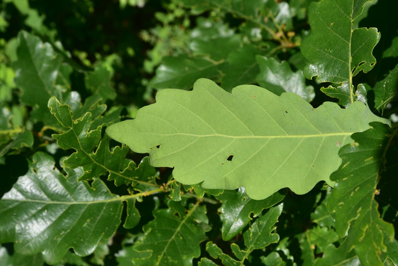 Image of genus Quercus specimen.