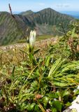 Gentiana algida. Цветущее растение. Хабаровский край, р-н имени Лазо, гора Ко, выс. ≈ 1930 м н.у.м., горная тундра. 02.08.2026.
