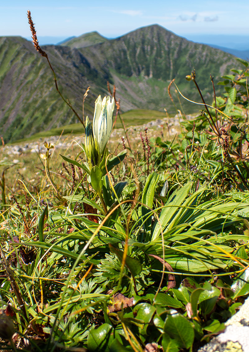 Image of Gentiana algida specimen.