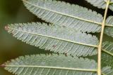 Sorbaria rhoifolia. Часть листа (вид на абаксиальную поверхность). Хабаровский край, р-н имени Лазо, верховье р. Ко, выс. ≈ 1180 м н.у.м., в зарослях кедрового стланика на замоховелой каменной россыпи. 01.08.2026.