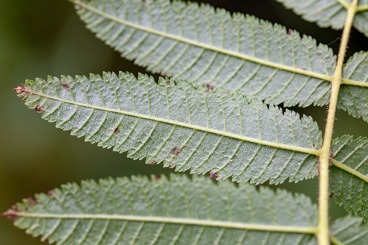 Изображение особи Sorbaria rhoifolia.