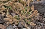 Hordeum leporinum. Плодоносящее растение. Португалия, о-в Мадейра, мыс Сан-Лоренцо, каменистый склон. 12.06.2026.