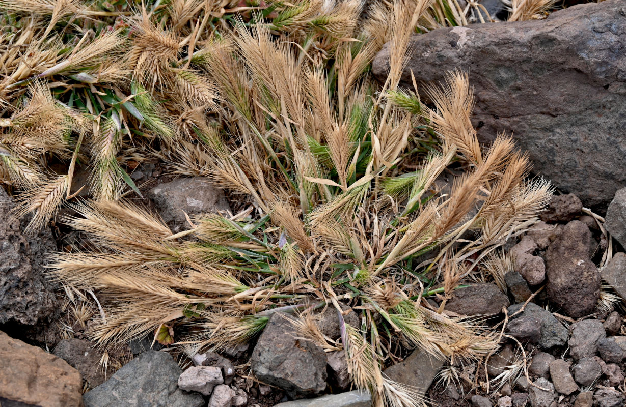Изображение особи Hordeum leporinum.