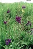 Verbascum phoeniceum. Верхушки цветущих растений. Западный Казахстан, Уральская обл., Урдинский р-н, гора Малое Богдо. Май 2000 г.