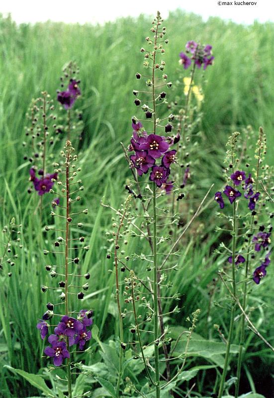 Изображение особи Verbascum phoeniceum.