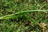 род Ornithogalum