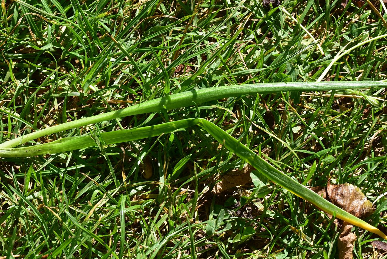 Image of genus Ornithogalum specimen.