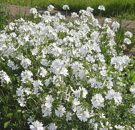 Image of Malva moschata specimen.