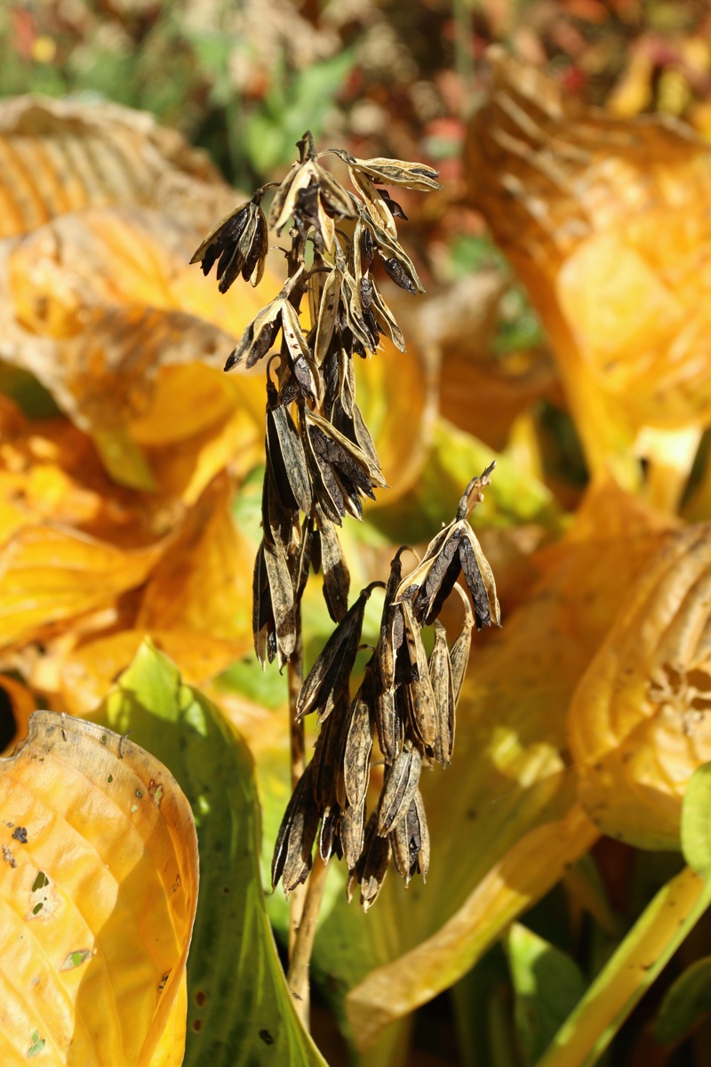 Image of genus Hosta specimen.