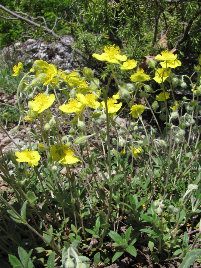 Image of Helianthemum georgicum specimen.