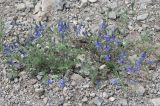 Veronica capsellicarpa