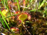 Drosera rotundifolia