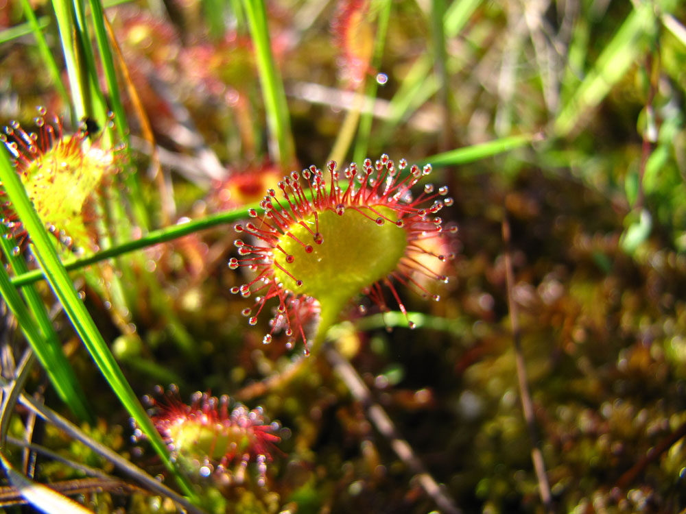 Изображение особи Drosera rotundifolia.