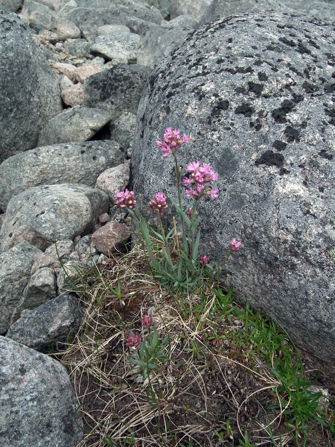 Image of Viscaria alpina specimen.