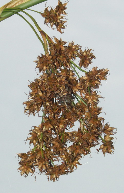 Изображение особи Cladium mariscus.